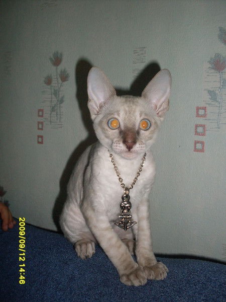 Елена Соловьёва