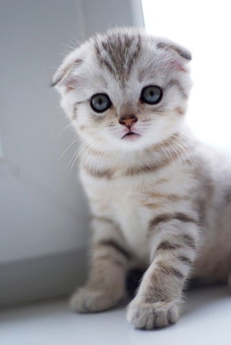 Света Измайлова