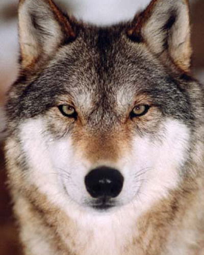 Олег Игоревич Абакумов