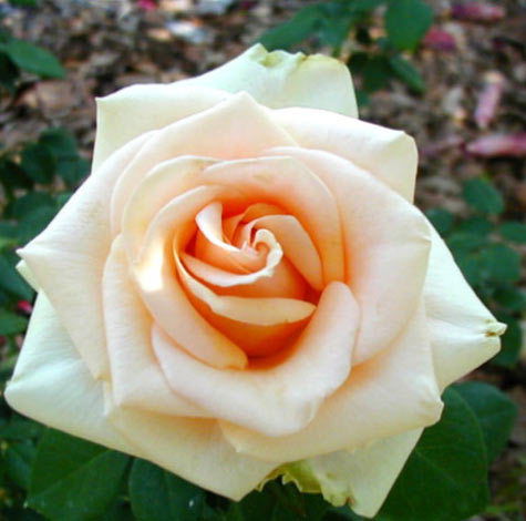 Амангуль Смагулова