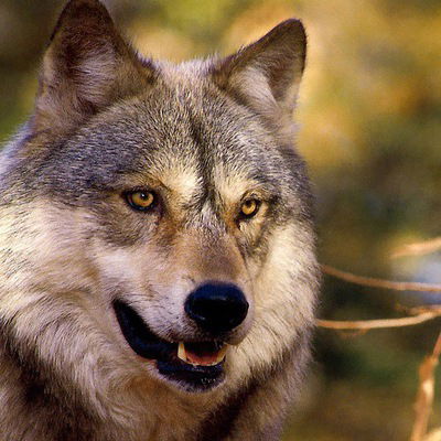 Кирилл Скобликов