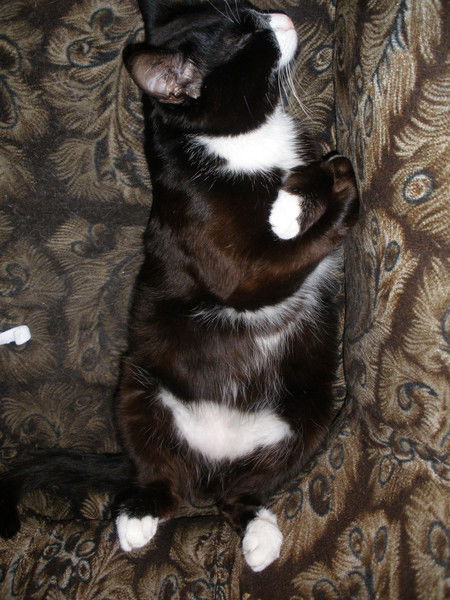 Колбассинни Мясинни