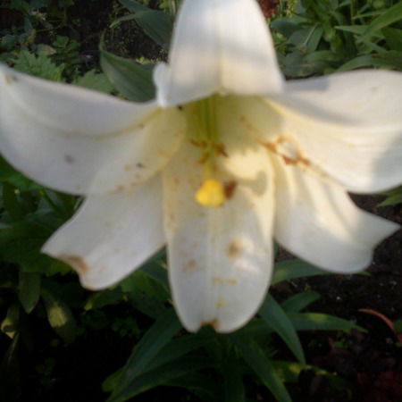 Ирина Громова