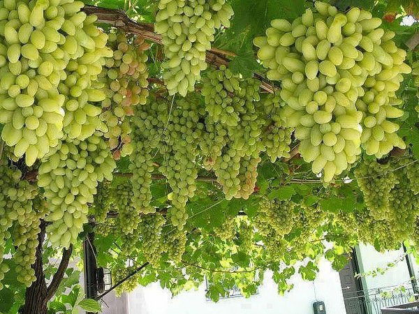 Лариса Гаркуша