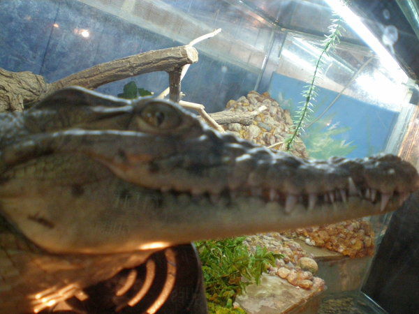 Александр Ляшенко