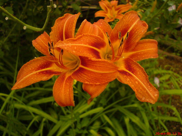 Светлана *****