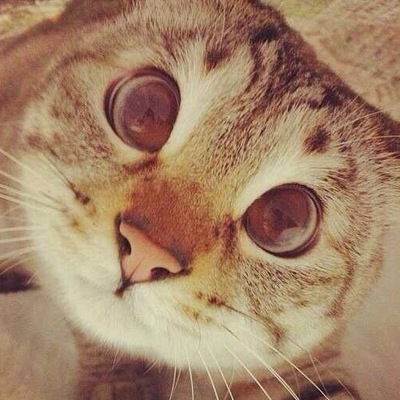 Вика Волкова