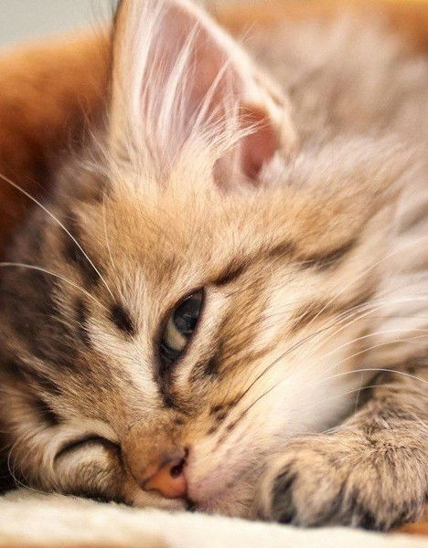 Мария Акимова