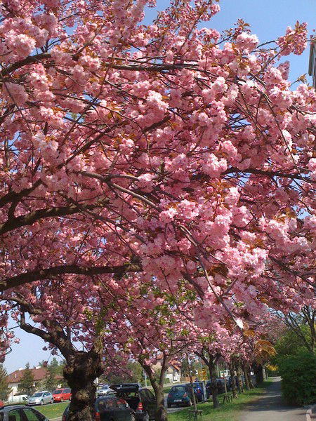 Сагима Сатимова