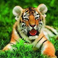 Анжелика Морозенко