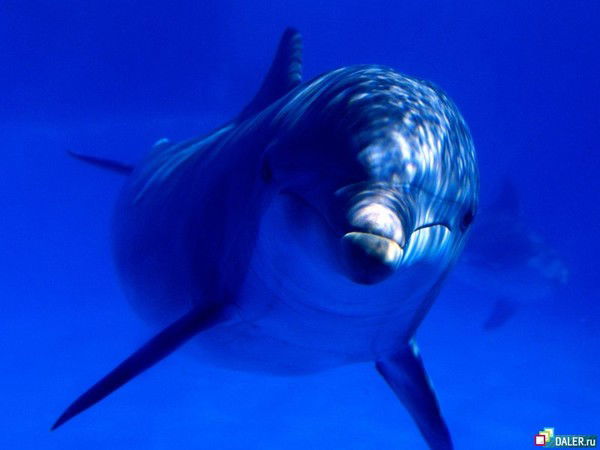 & D U A R D K I S S L O V E