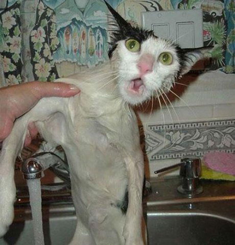 Вячеслав Шолин