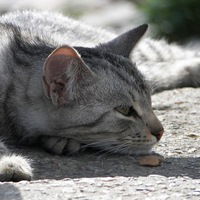 Мария Дикарева