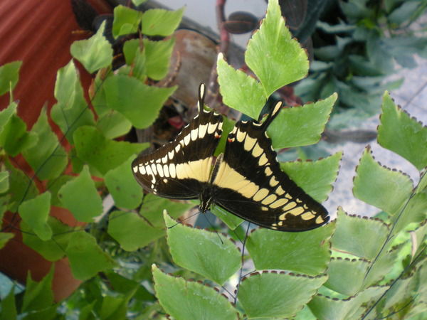 Диана Лебец