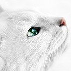 Настя Белова