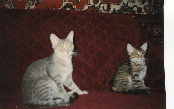 Лина Новосельцева