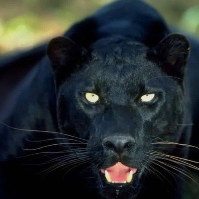 Жора Стародумов