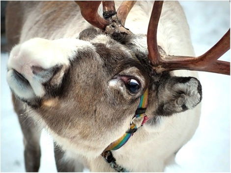 Северное Сияние