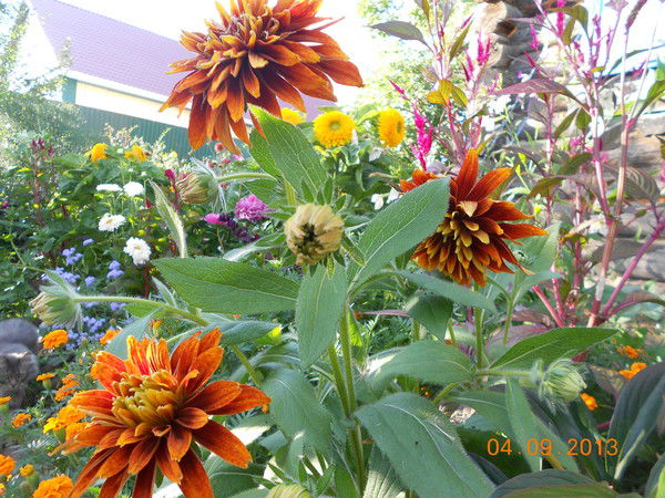 Елена Секлецова