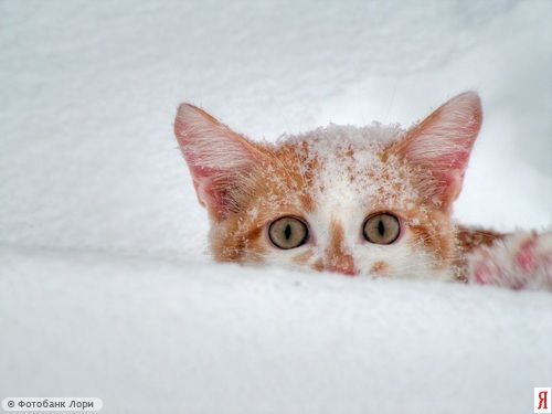 Ольга Крикунова