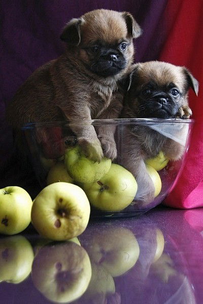 "покров" Торговыйкомплекс