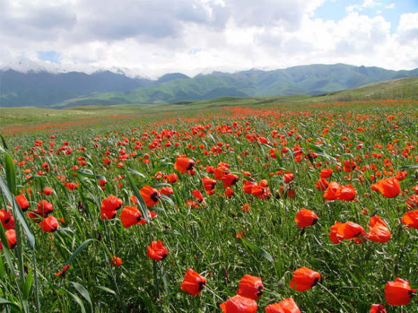 Жанар Юсупова