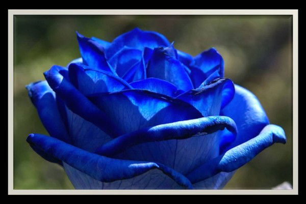 Фатима Омар