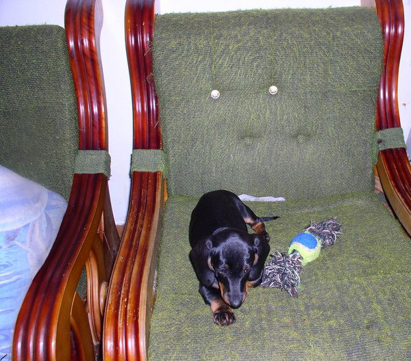 Наталья Прибыткова