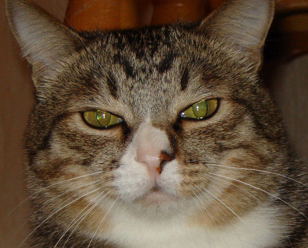 Евгений Ткаченко