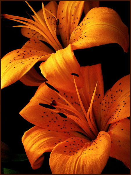 Лилия Логинова