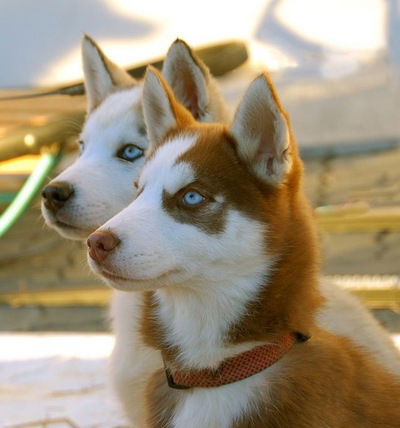 Никита Сидоров