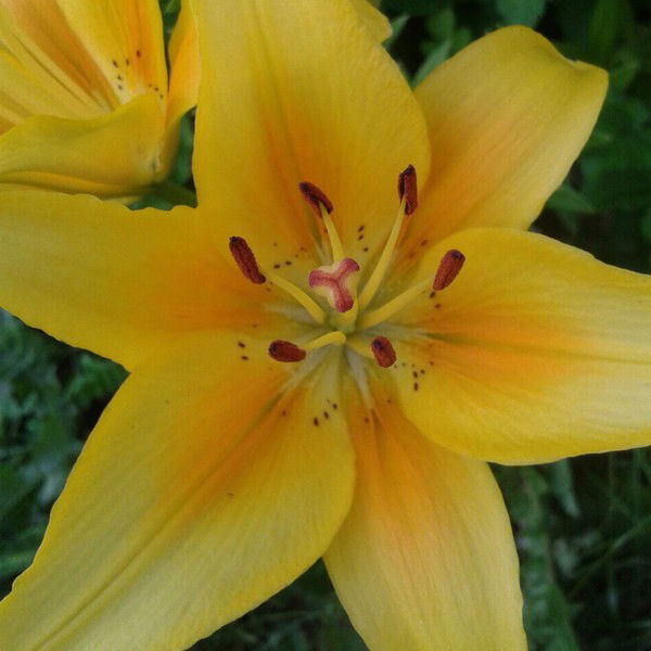 Анастасия Матюхина