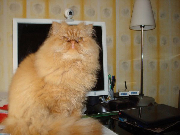 Тимыч Тимыч