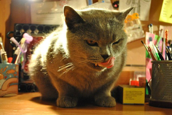 Кира Джарлкаганова