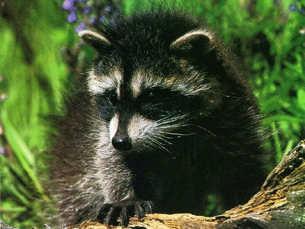 Александр Наумов