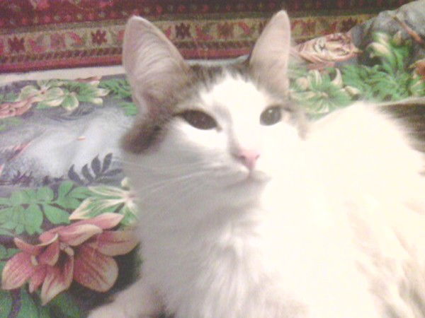 Ирина Антонова