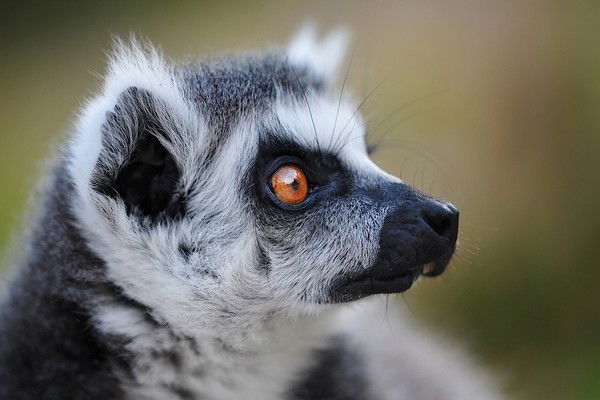 Дима Толстой