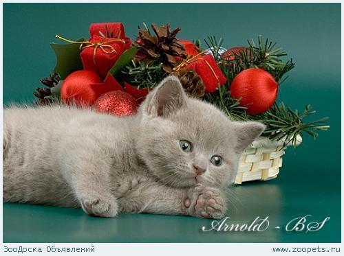 Лейсания Мусина