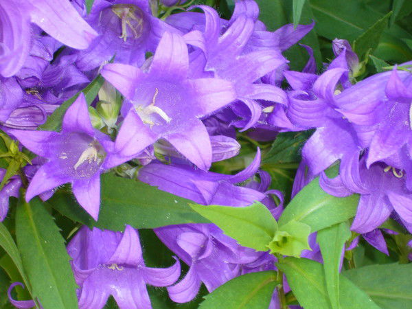 Елена Ронжина