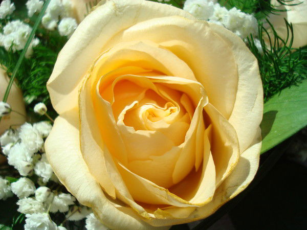 Вера Дудова