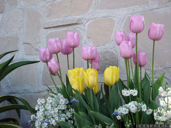 Марина Шевцова