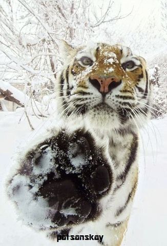 Санька Кора