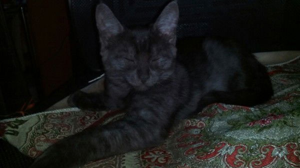 Екатерина Андросенко