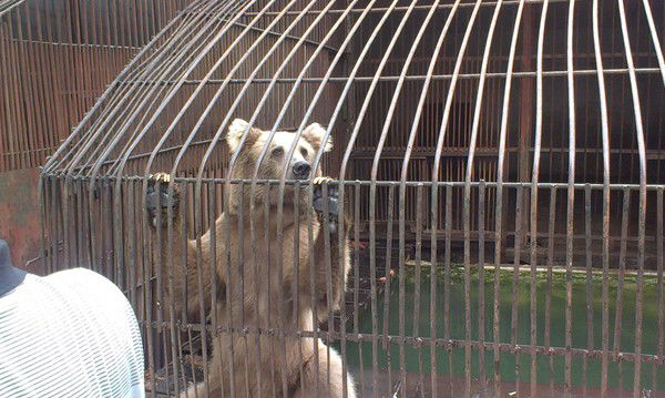 Тимур Абулгапаров