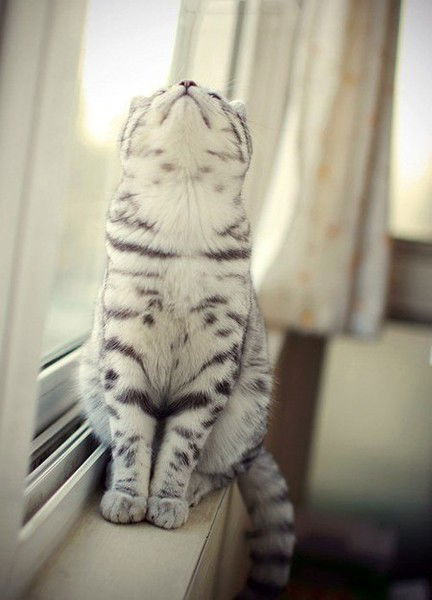 Аня Майборода