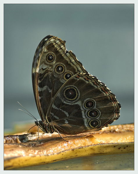 Наталья Таяновская