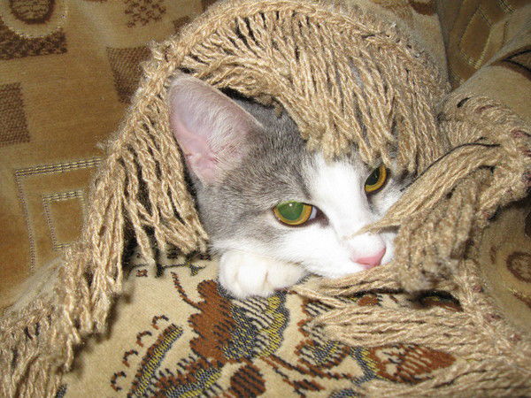 Надежда Вавилина