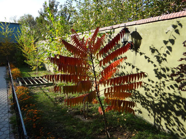 Раушан Рахимова