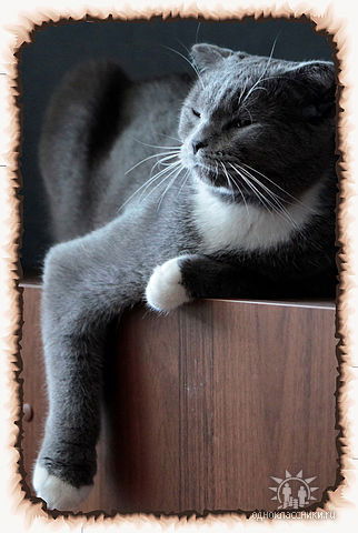 Елена Мегаполис