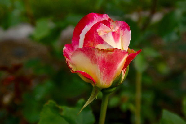 Светлана Шабанова